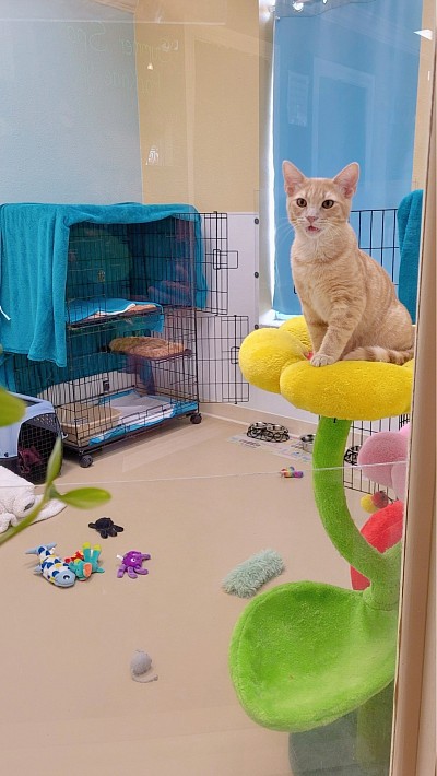 Cat Boarding