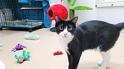 Cat Boarding