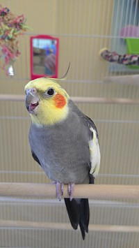 Bird Boarding