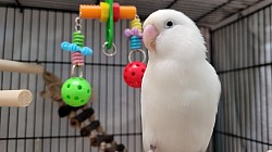 Boarding Cockatoo