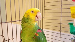Bird Boarding