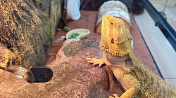 Boarding Lizard