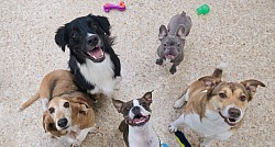 Doggie Daycare