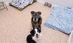 Happy Dog Boarding