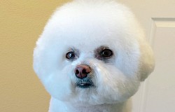 Bichon Grooming