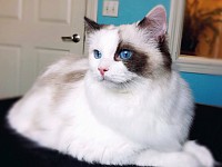 Cat Grooming