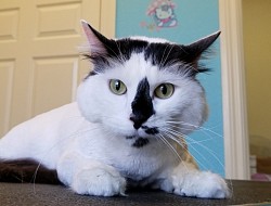 Cat Grooming