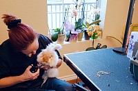 Rabbit Grooming