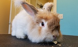 Rabbit Grooming