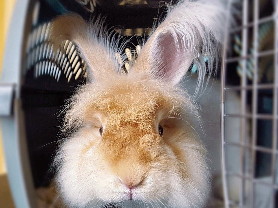 Rabbit Grooming