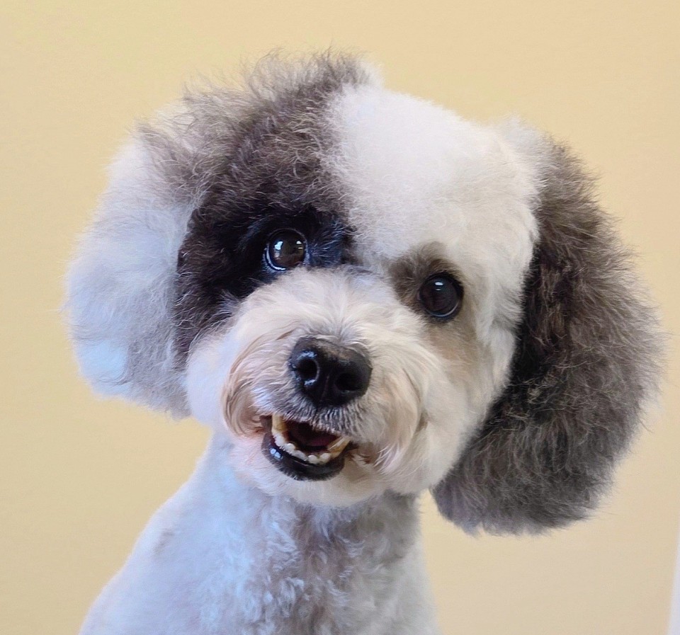 Poodle Grooming