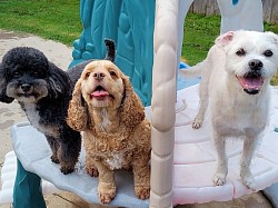 Doggie Daycare Fun