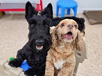 Doggie Daycare