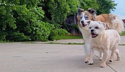 Doggie Daycare Fun