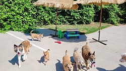 Doggie Daycare Fun